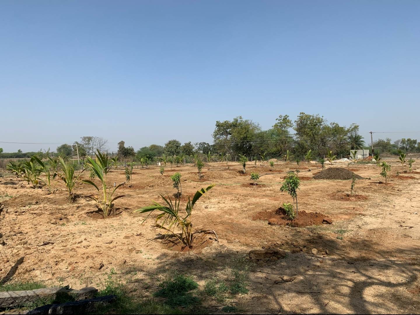 Community tree planting in Chepalungu